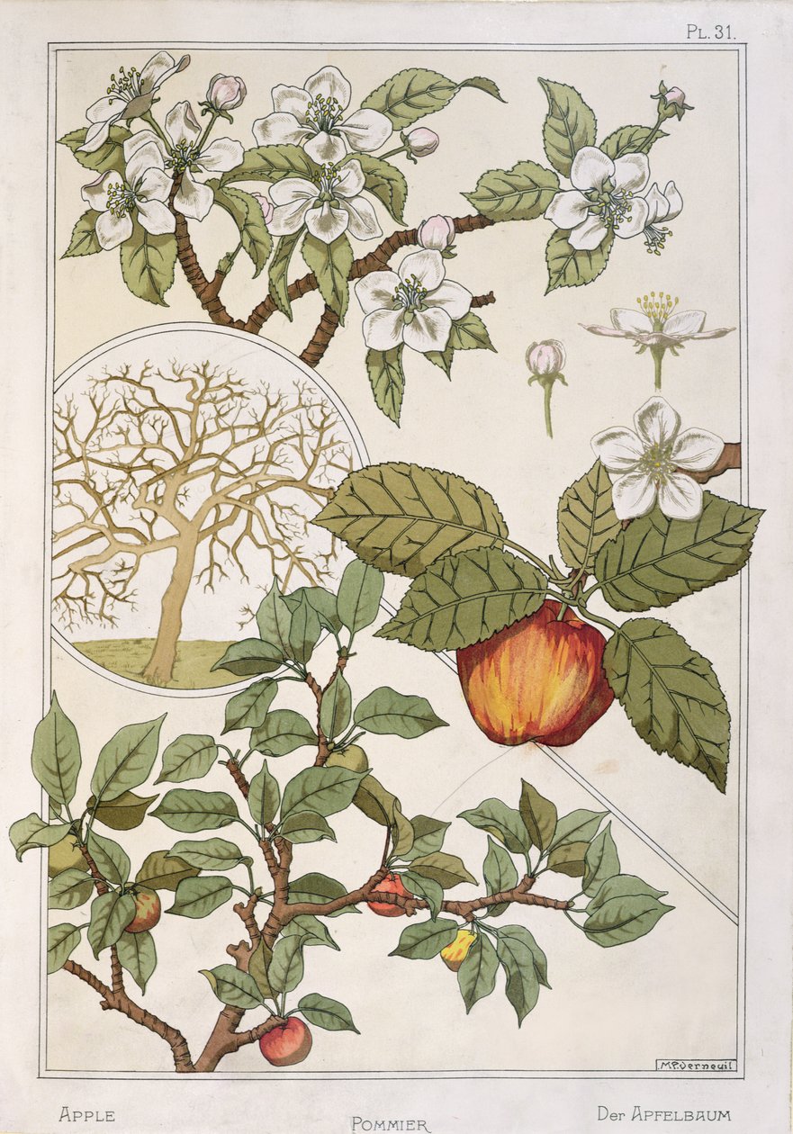 Apple Tree, Fruits and Flowers, from 
