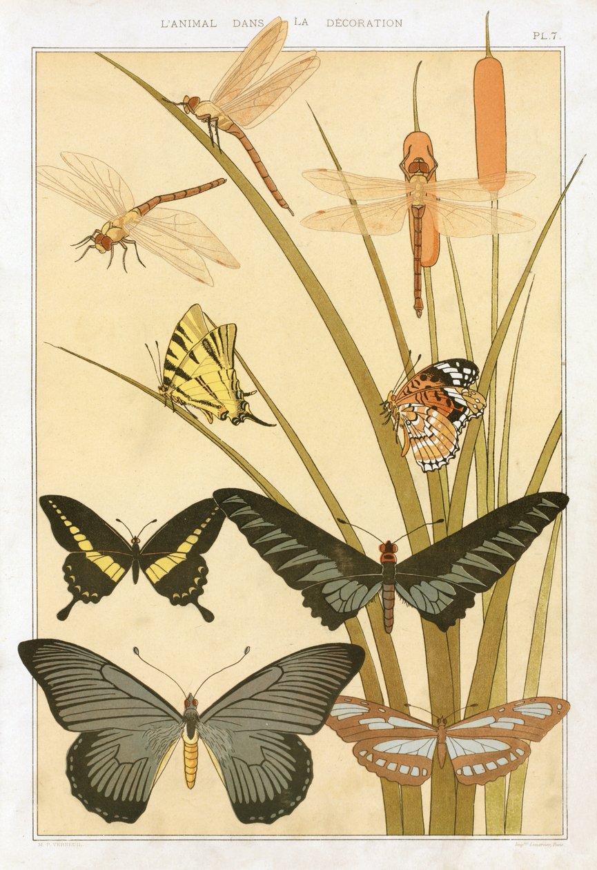 Butterflies, from 