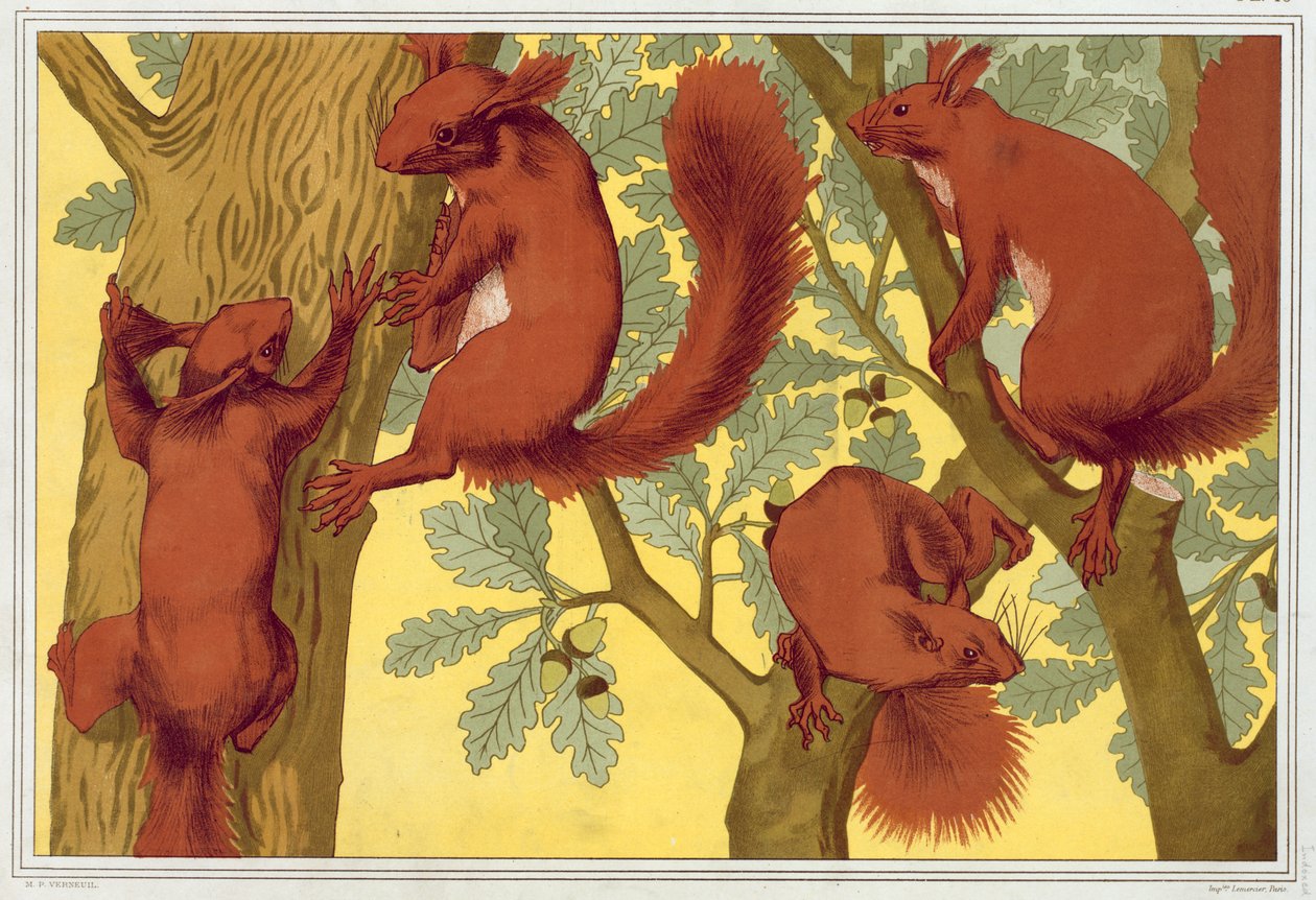 Squirrels, from 