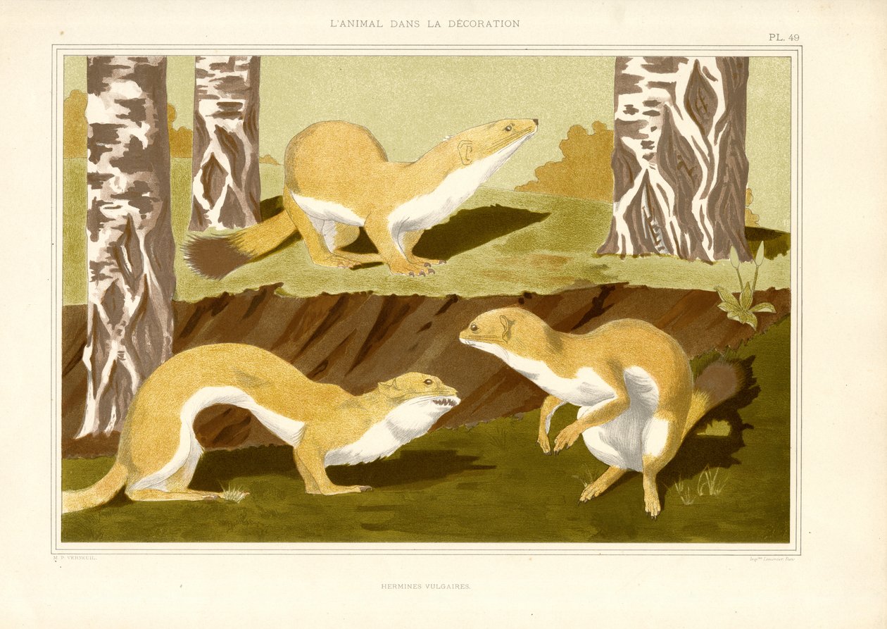 Study of Stoats in Birch Forest by Maurice Pillard Verneuil