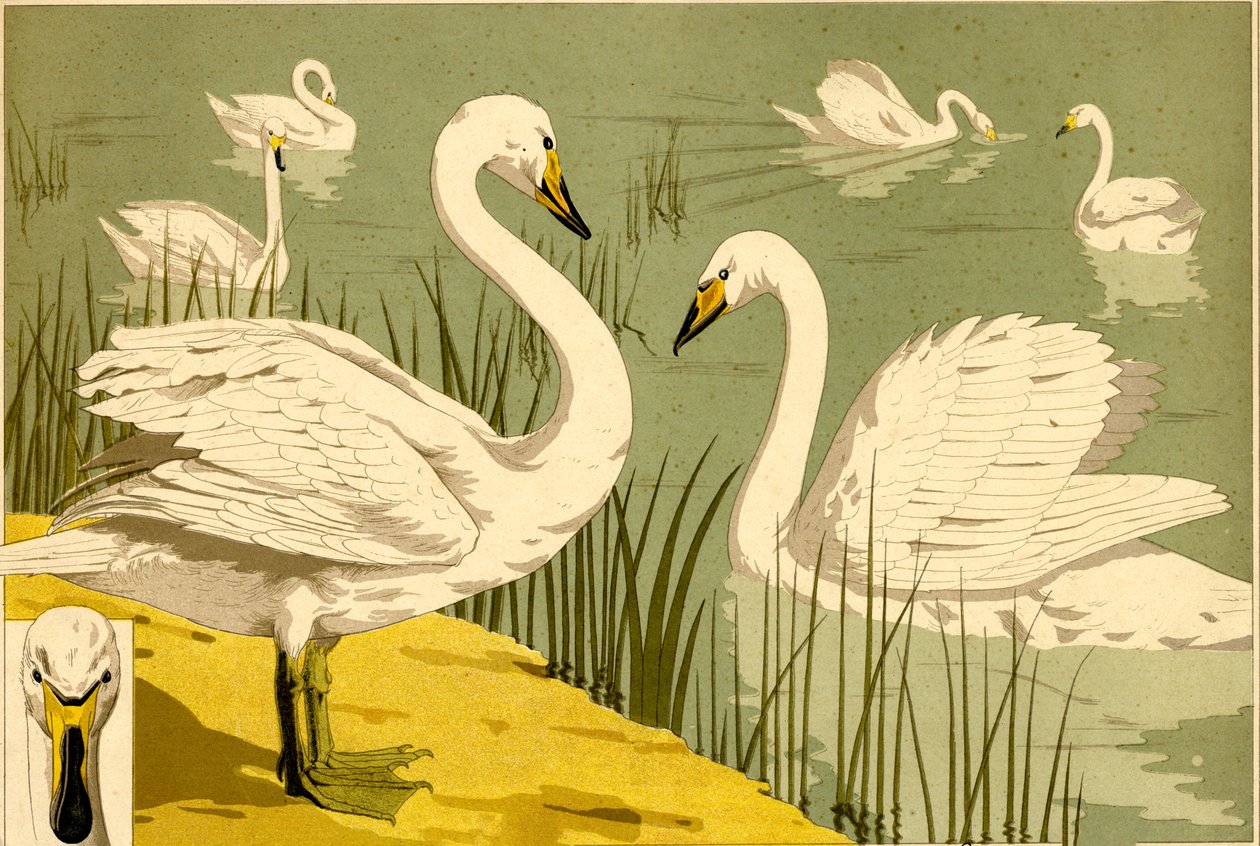 Swans in Reeds as Decorative Nature Motif by Maurice Pillard Verneuil