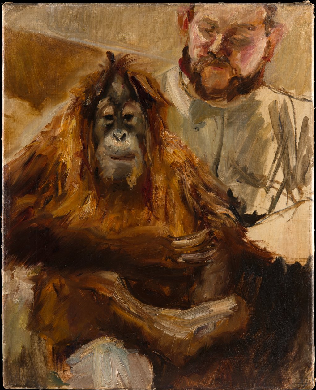Orangutan 