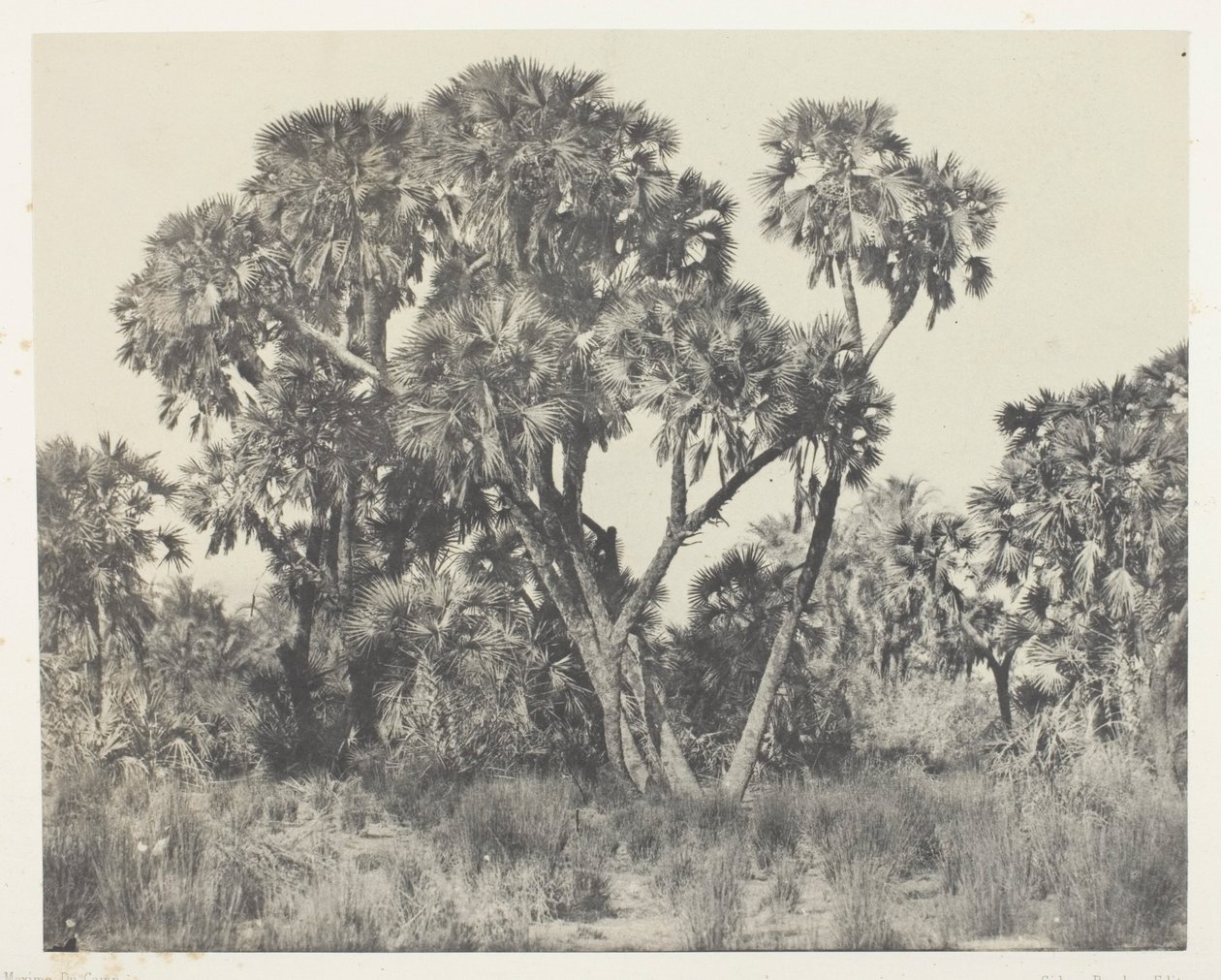 Doum Palms, Upper Egypt by Maxime Du Camp