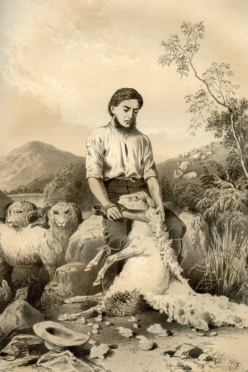 Sheep Shearing, 1879 by McFarlane and Erskine