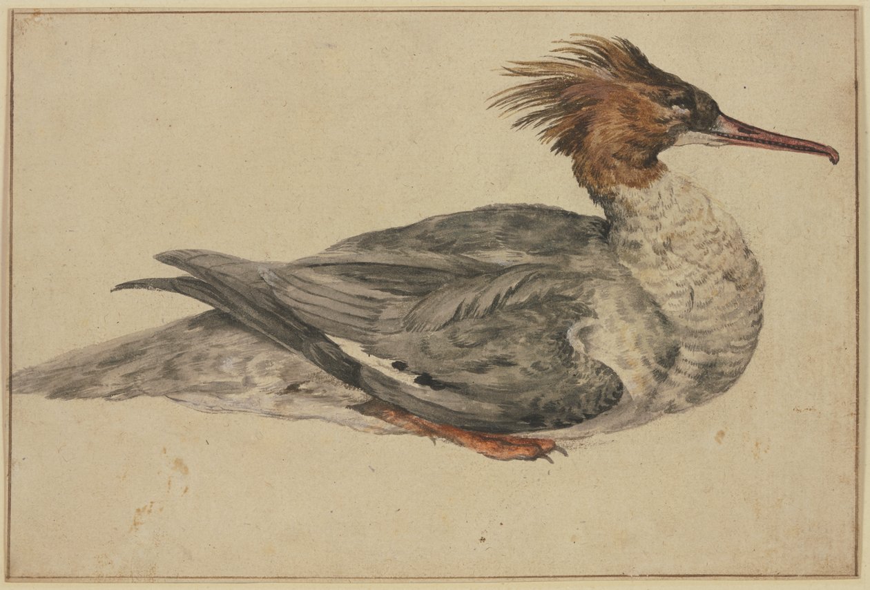 Resting duck with brown crest, red beak and feet by Melchior de Hondecoeter