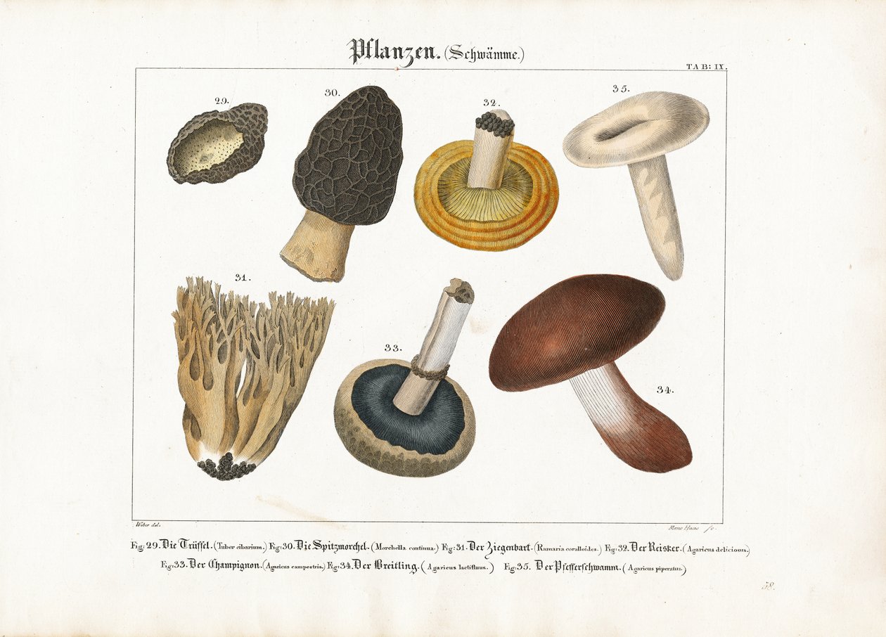 Edible and Poisonous Mushrooms by Meno Haas