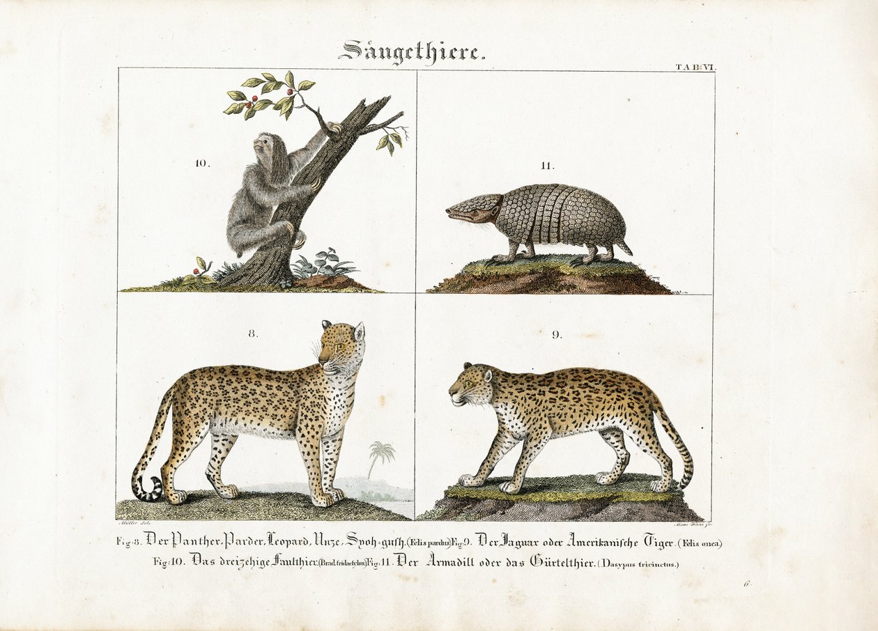 Exotic Mammals: Big Cats, Sloth and Armadillo by Meno Haas