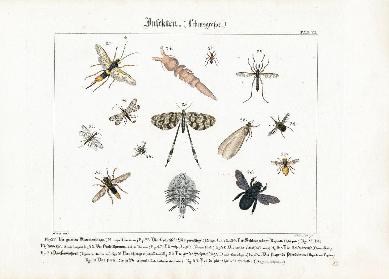Various Insects with Focus on Hymenoptera and Diptera by Meno Haas