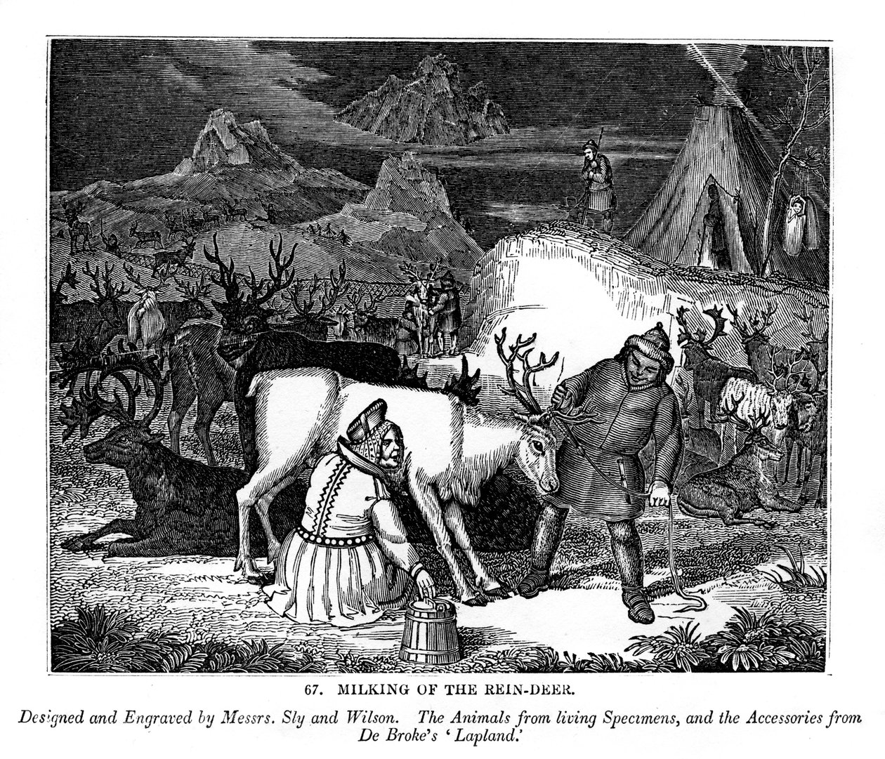 Milking of the Reindeer by Messrs Sly and Wilson