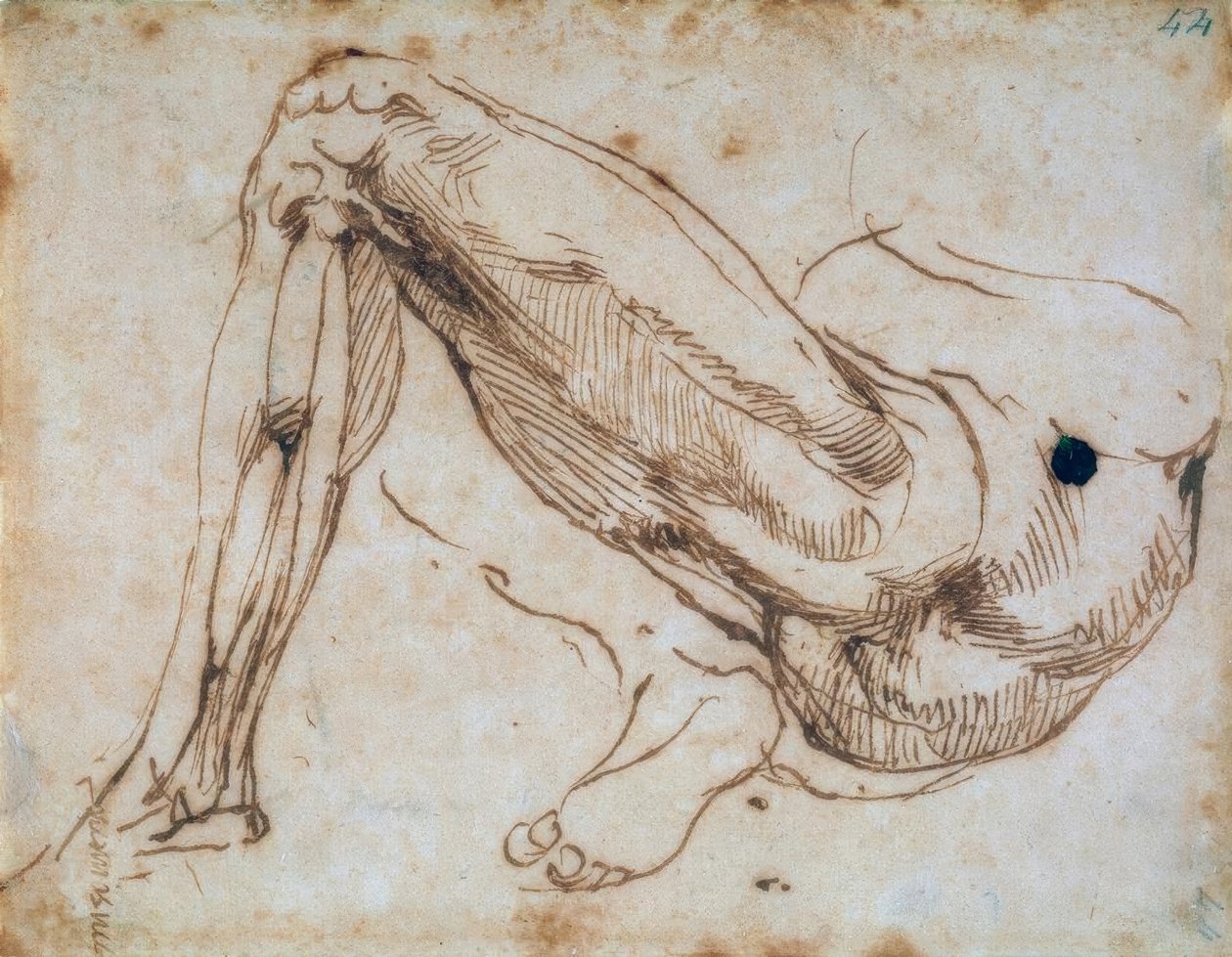 Study of a Leg by Michelangelo Buonarroti