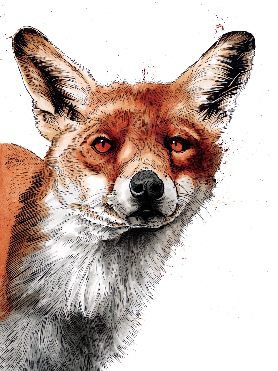The Fox on White by Mike Davis: Buy fine art print