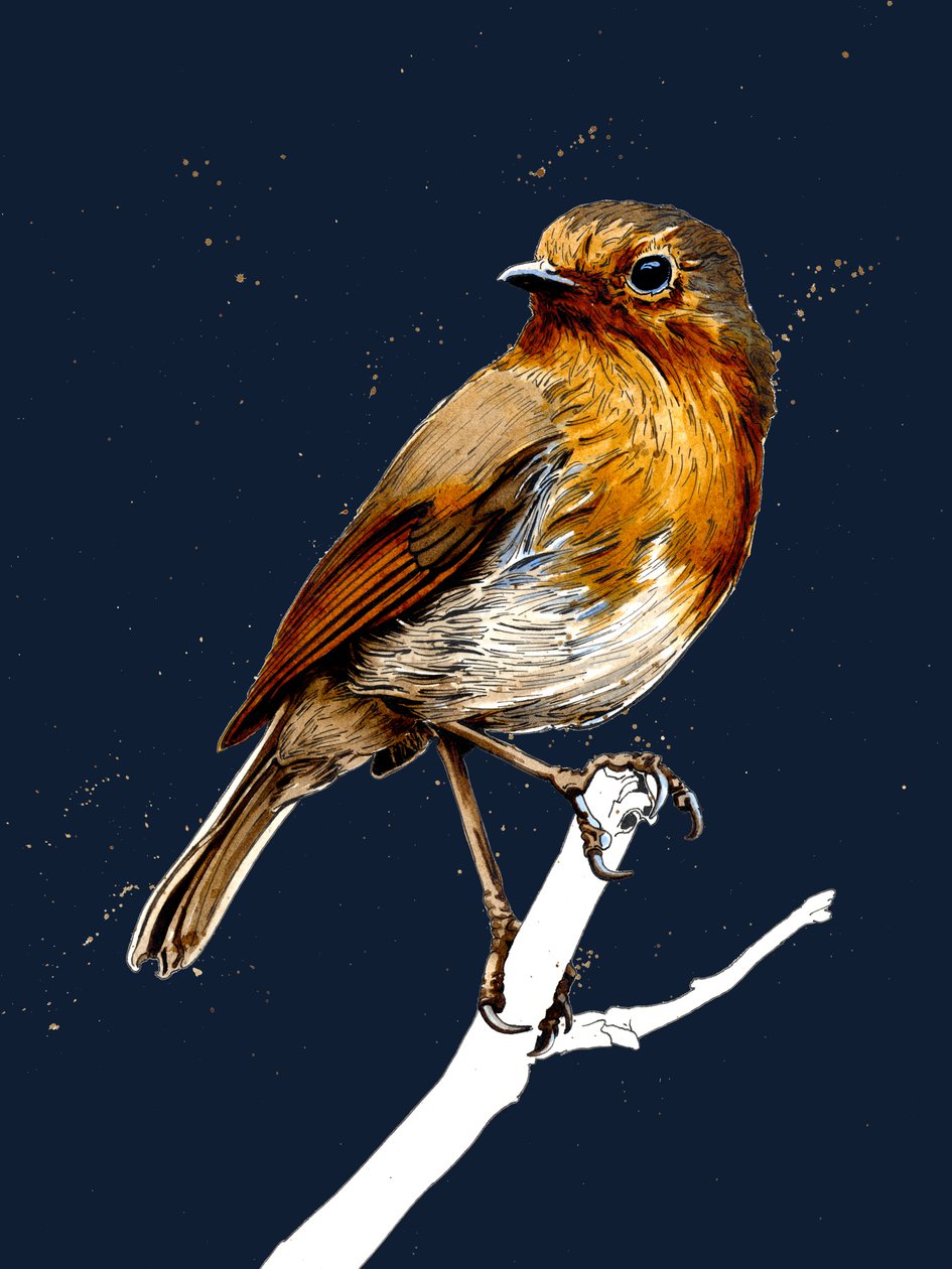 The Robin by Mike Davis: Highest-quality art reproduction