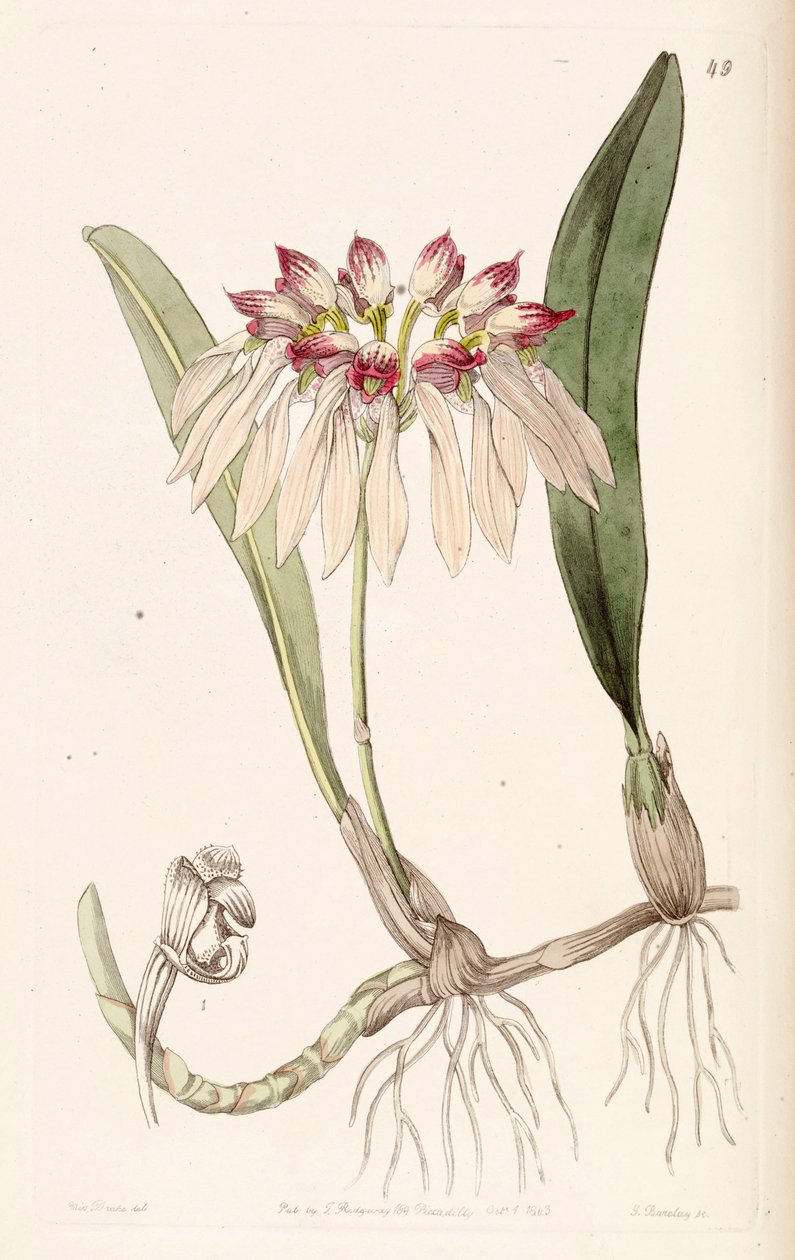 Bulbophyllum chinense by Miss Drake