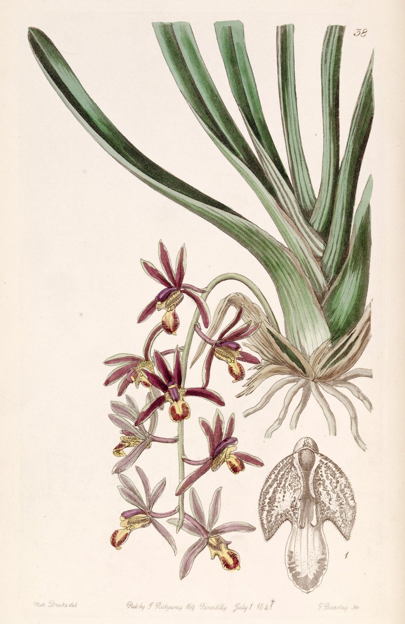 Illustration of Cymbidium bicolor subsp. pubescens (as syn. Cymbidium pubescens) by Miss Drake