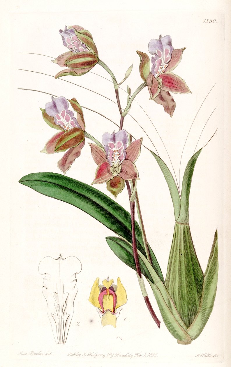 Illustration of Miltonia russelliana (as syn. Oncidium russellianum) by Miss Drake