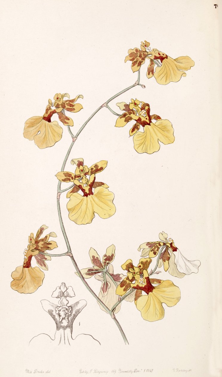 Illustration of Oncidium reflexum (as syn. Oncidium pelicanum) by Miss Drake