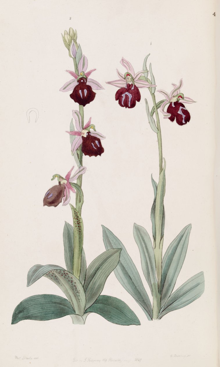 Ophrys ferrum-equinum and Ophrys bombyliflora by Miss Drake