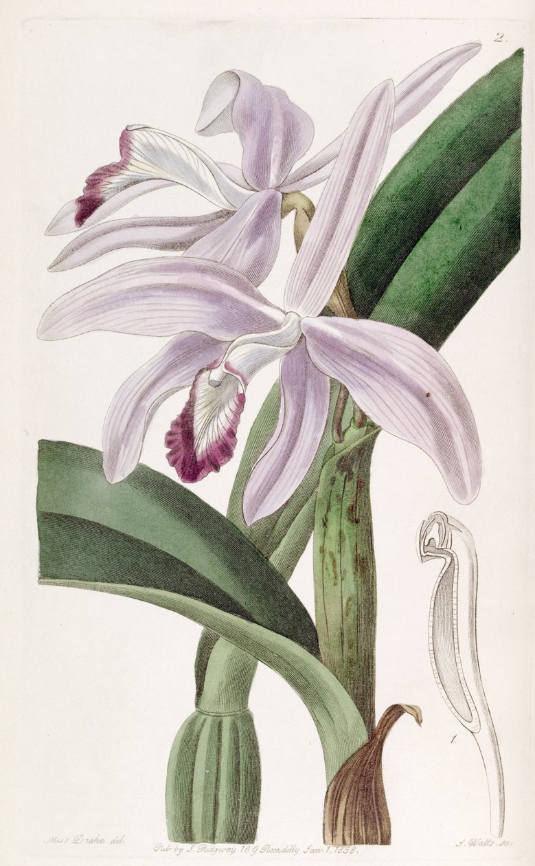 Sophronitis perrinii by Miss Drake