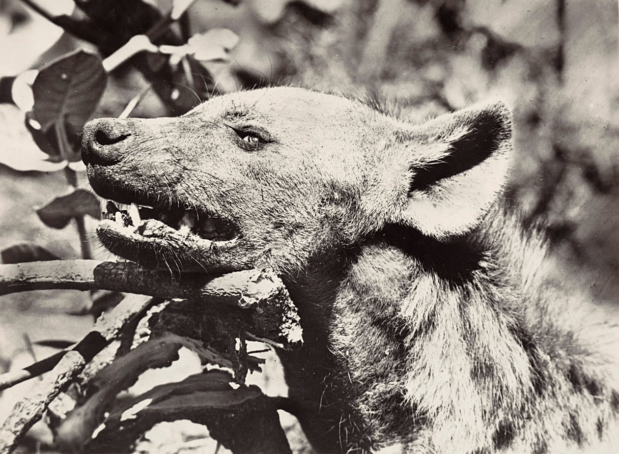 Building an Empire in the Fascist age: Head of hyena, 09/05/1936 by Modestino Baldinetti