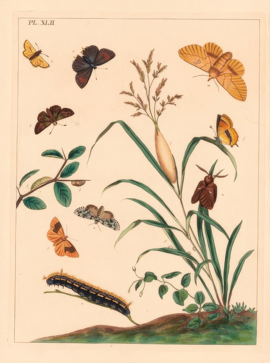 Drinker Moth, Euthrix Potatoria, Brown Hair Streak, Thecla Betulae, Large Skipper, Ochlodes Sylvanus, Small Skipper, Thymelicus Sylvestris, Scarce Marvel du Jour, Dipthera Runica, and Barred Umber, Plagodis Pulveraria by Moses Harris