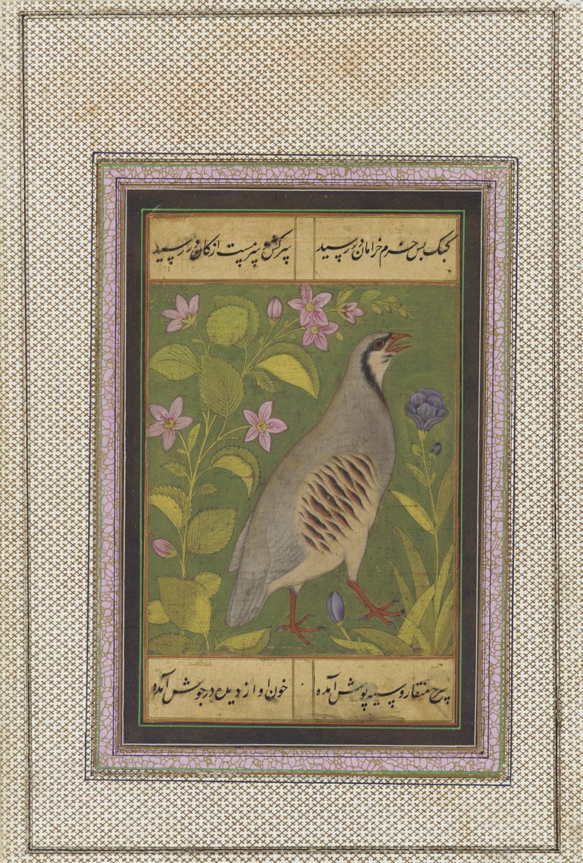 A Chukar Partridge, Detached Manuscript Folio with Painting, Late 16th Century by Mughal School