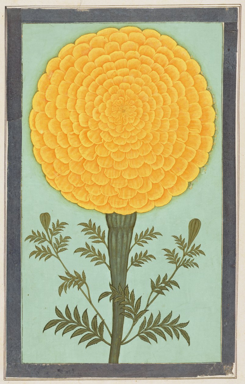 A Marigold, from the Small Clive Album by Mughal School