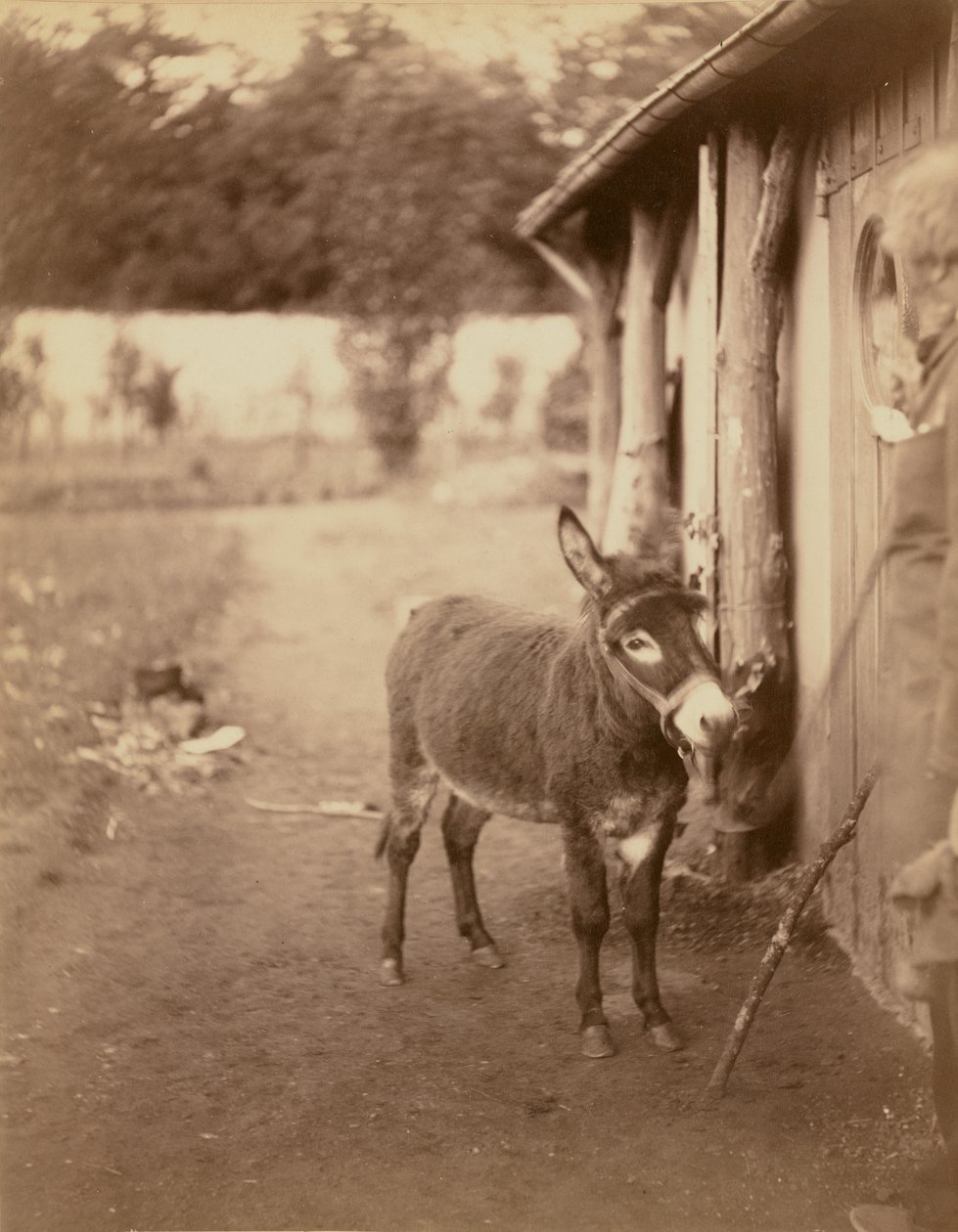 Sénart, the donkey Biribi by Nadar [Gaspard Félix Tournachon]