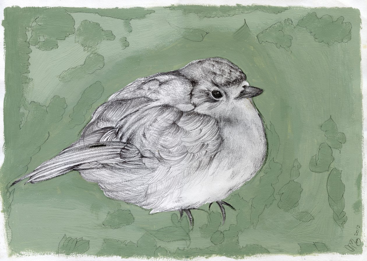 Plump Little Robin, 2012 by Nancy Moniz Charalambous