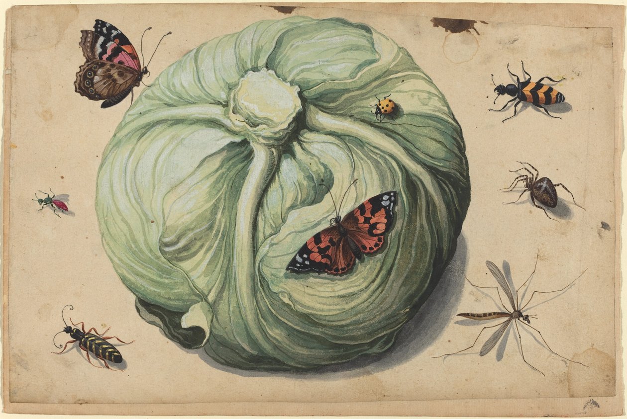 Head of Cabbage with Insects by Netherlandish 17th Century