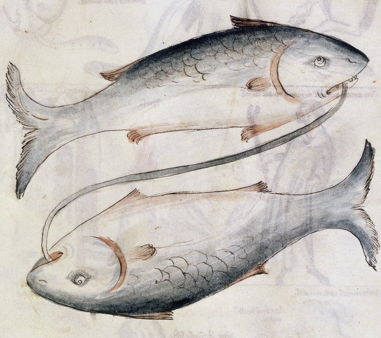 Drawing of Pisces, from a Translation of a Persian Astrological Treatise by Jafar ibn Muhammad by Netherlandish School