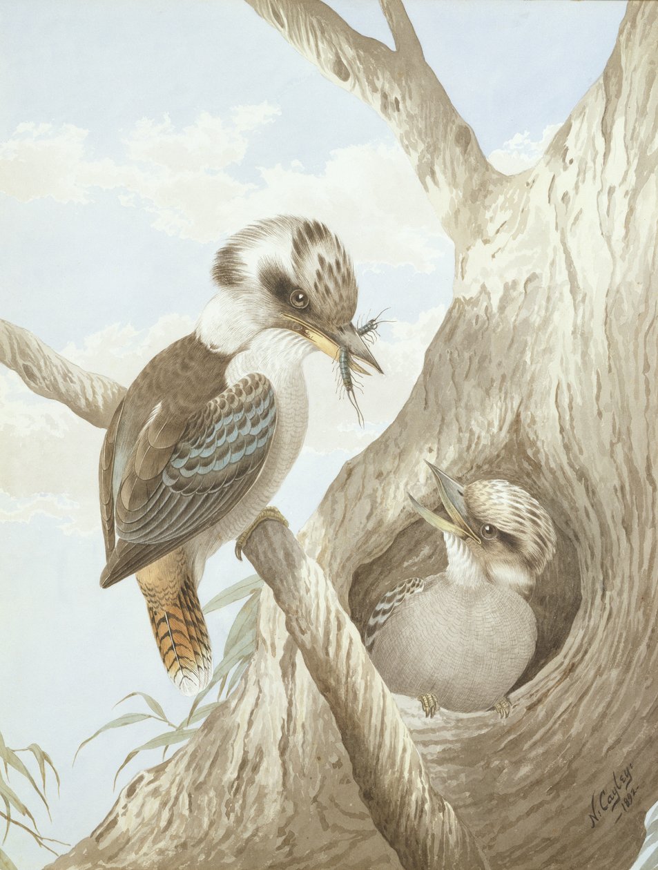 Kookaburras Feeding at a Nest in a Tree, 1892 by Neville HP Cayley