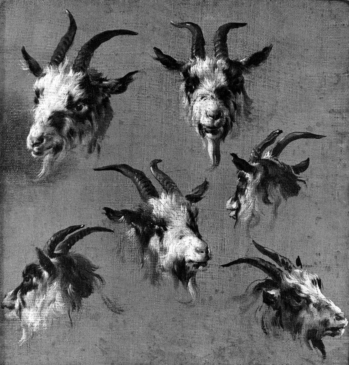 Six Studies of Goat Heads by Nicolaes Pietersz. Berchem