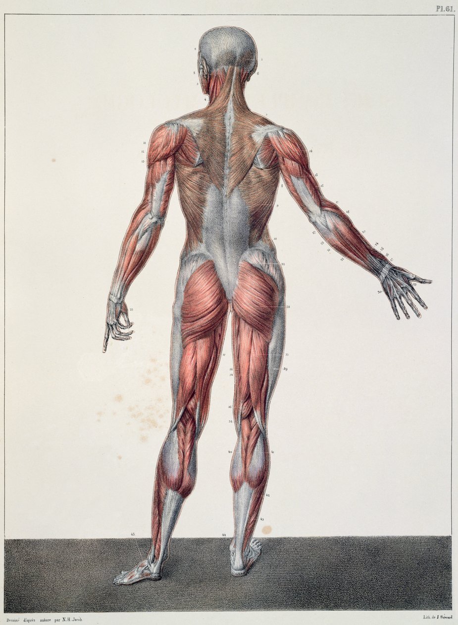 Menselijke Anatomie