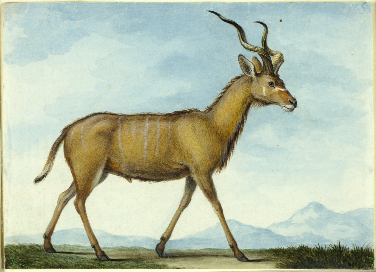 A Kudu by Nicolas Hüet the Younger