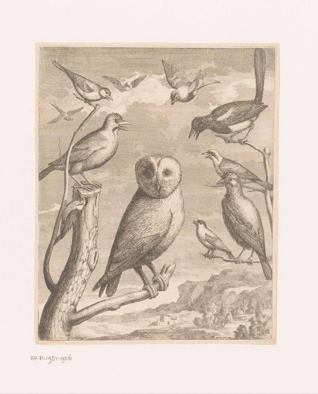 Owl and Other Birds by Nicolas Robert (possibly)
