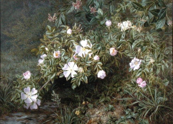 A study of Dog Roses, c.1900 by Niels Pieter Rasmussen