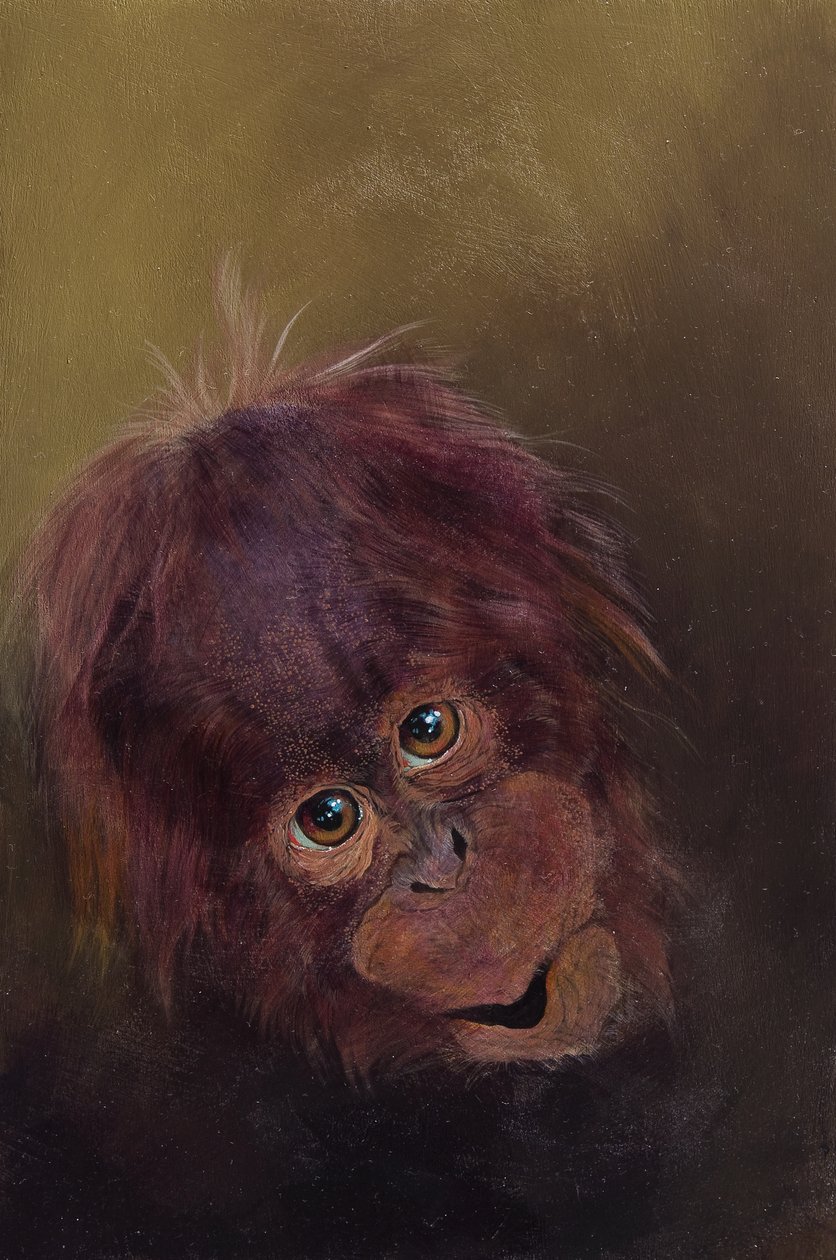 Baby Orangutan 2 by Odile Kidd