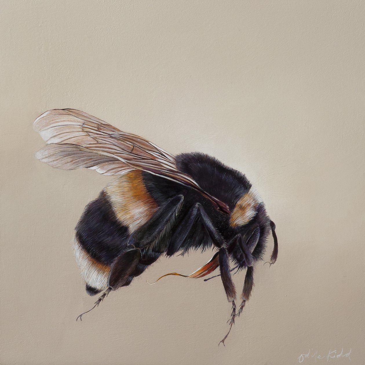 Bombus Terrestris 8, 2013 by Odile Kidd