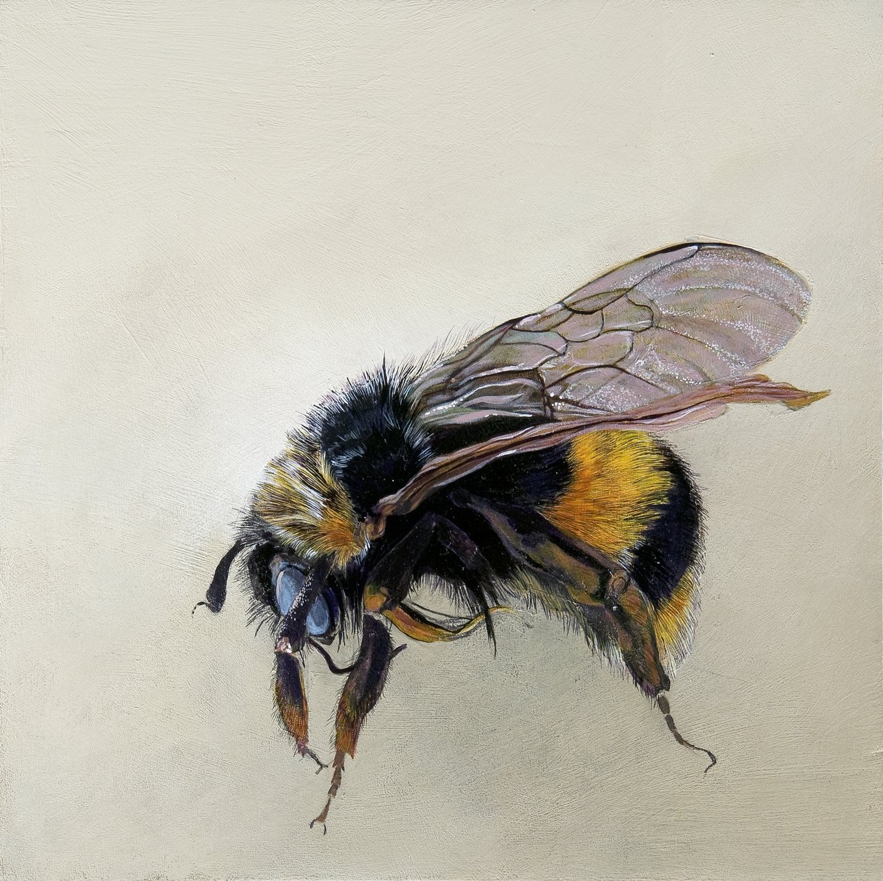 Bombus terrestris 1 (b) by Odile Kidd