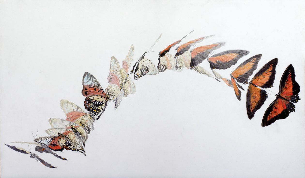 Charaxes Zingha Flight Pattern, 2016 by Odile Kidd