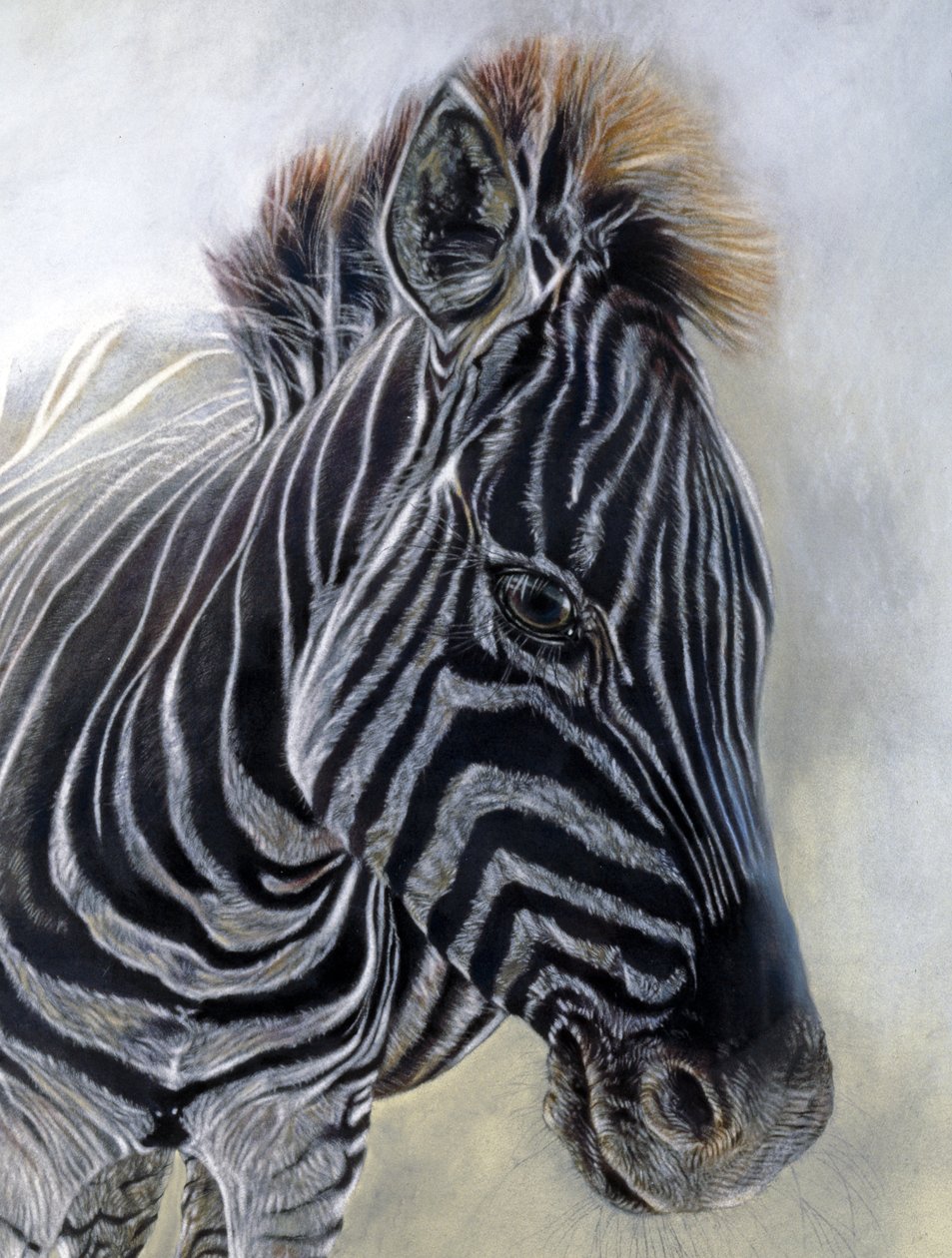 Equus Burchelli 1 (detail) by Odile Kidd