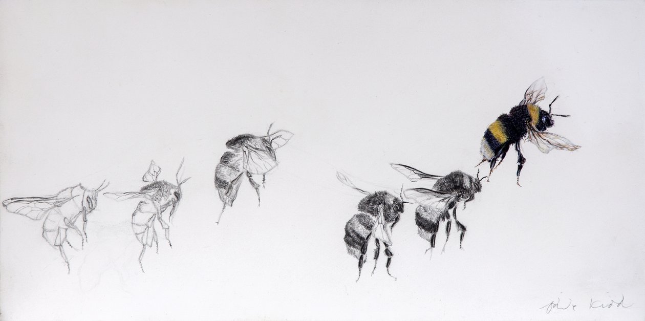 Flight Pattern, 2014 by Odile Kidd