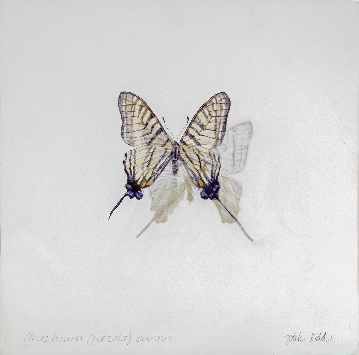Graphium (Pazala) eurosus by Odile Kidd