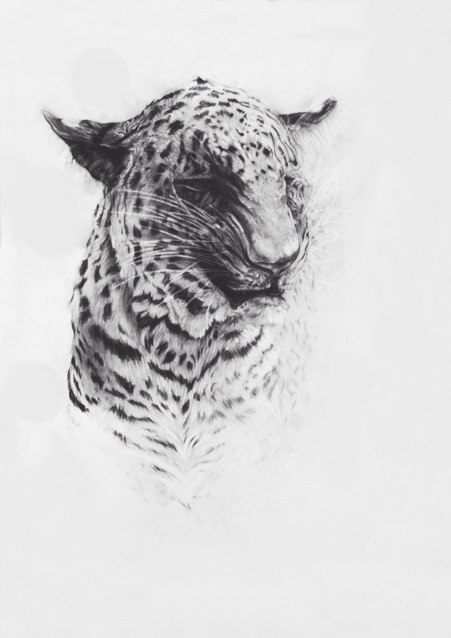 Leopard 2 by Odile Kidd
