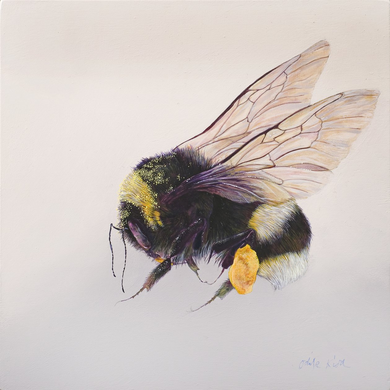 Pollen Sac 2, 2011 by Odile Kidd: Buy fine art print