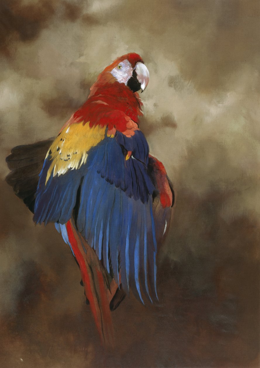 Scarlet Macaw 1, 2000 by Odile Kidd