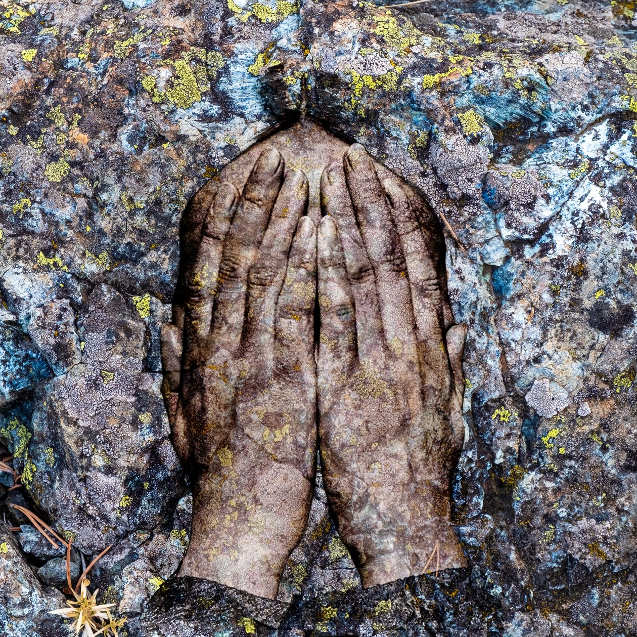 Lichens by Olivia Gozzano