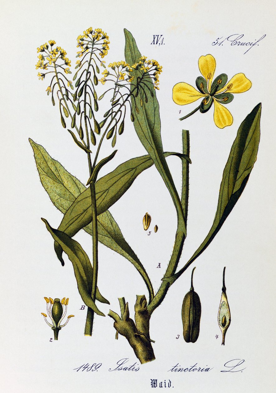 Leaves, fruits and flowers of Woad or Glastum (Isatis tinctoria), artwork from Flora of Germany, Austria and Switzerland by Otto Wilhelm Thome