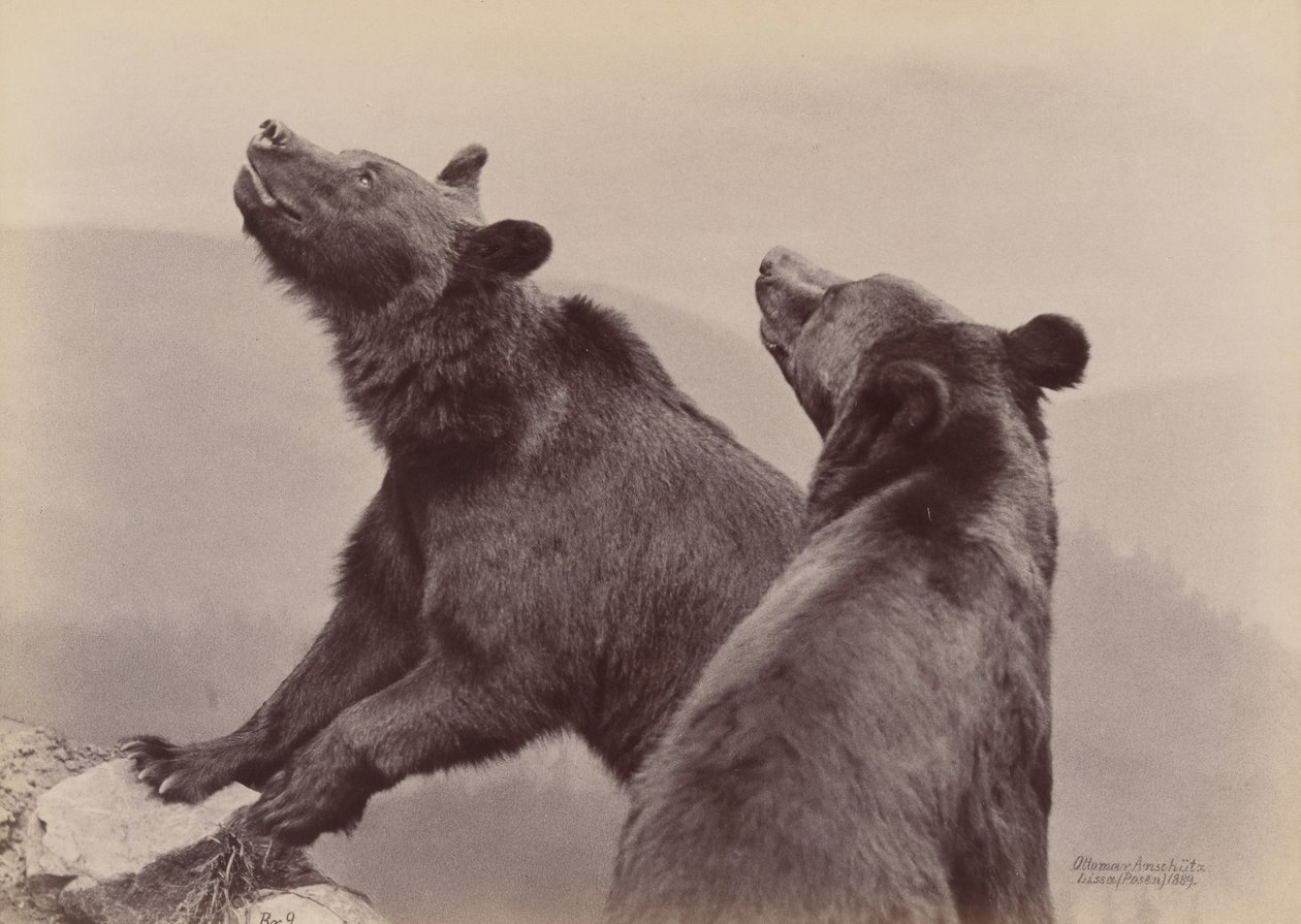 Two Bears, 1889 by Ottomar Anschütz