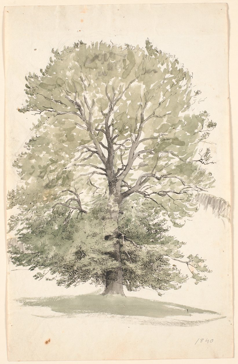A Large Beech Tree with Green Foliage by P.C. Skovgaard